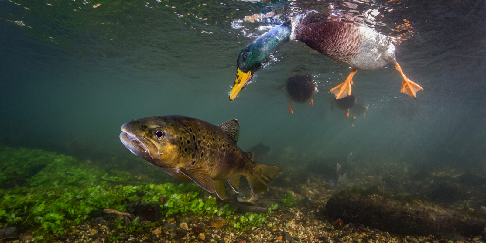 Image of duck underwater with fish