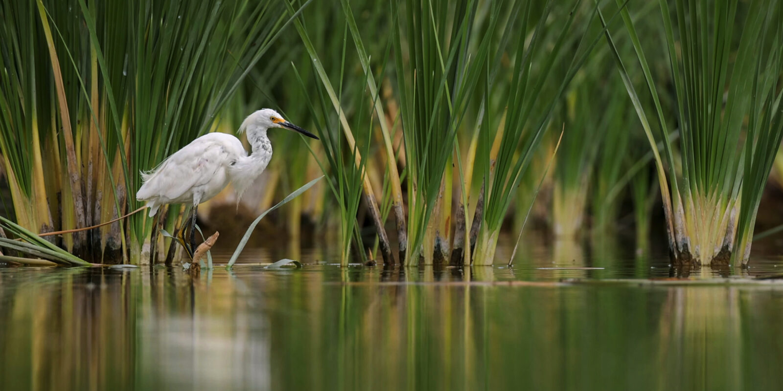 Image Great Egret in Marsh